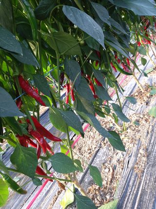 하동베리굿베리팜님의 고추 · 영농일지 작성글 사진