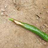 팜모닝 고추·병해충상담 게시글 이미지