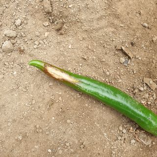 박상권님의 고추 · 병해충상담 작성글 사진