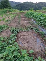 팜모닝 고구마·자유게시판 게시글 이미지