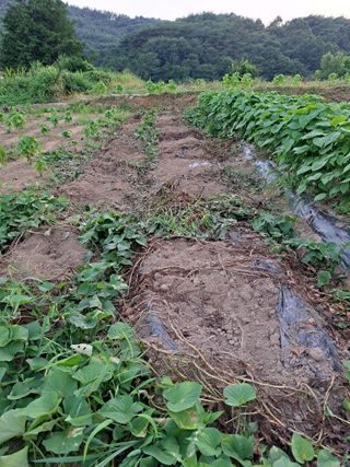 귀향인님의 고구마 · 자유게시판 작성글 사진