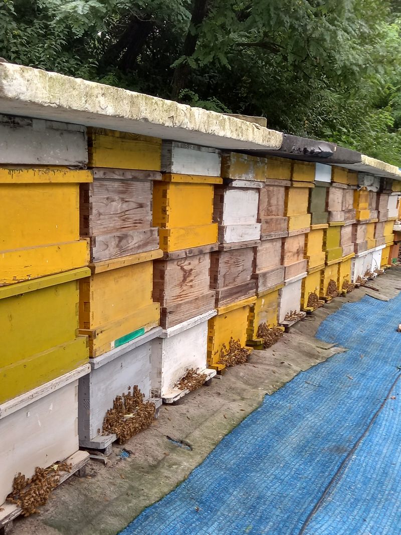 영원한.초보꽁지님의 장터 판매 상품 [꿀 2.4kg.양봉.해보실분] 첨부 사진