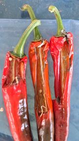 팜모닝 고추·자연재해•동물피해 게시글 이미지