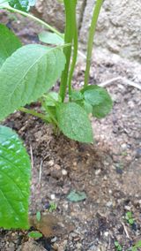 팜모닝 들깨·병해충상담 게시글 이미지