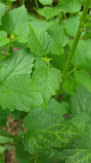 정경아님의 들깨 · 병해충상담 작성글 사진