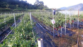 유영선님의 고추 · 영농일지 작성글 사진