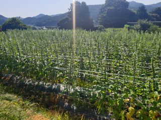 유영선님의 참깨 · 영농일지 작성글 사진