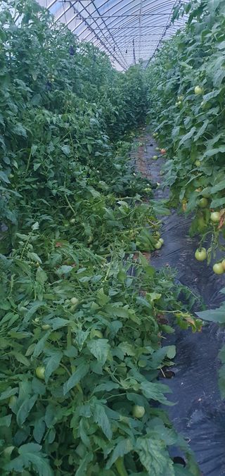 김동현님의 토마토 · 일상 작성글 사진