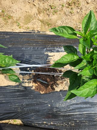 오성순님의 고추 · 병해충상담 작성글 사진