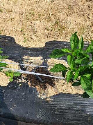 오성순님의 고추 · 병해충상담 작성글 사진