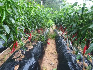 김현아님의 고추 · 일상 작성글 사진