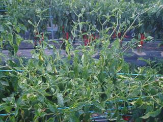 상추14154님의 고추 · 병해충상담 작성글 사진