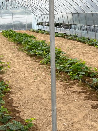 애호로박님의 호박 · 병해충상담 작성글 사진