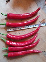 팜모닝 고추·영농일지 게시글 이미지