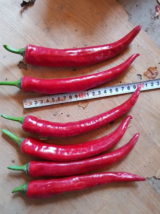 문성농장15146님의 고추 · 영농일지 작성글 사진