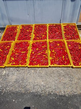 문성농장15146님의 고추 · 영농일지 작성글 사진