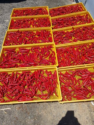 문성농장15146님의 고추 · 영농일지 작성글 사진