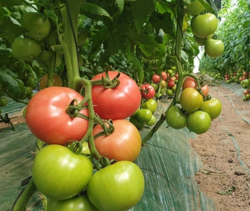 최원호님의 장터 판매 상품 [완숙토마토 5kg] 첨부 사진