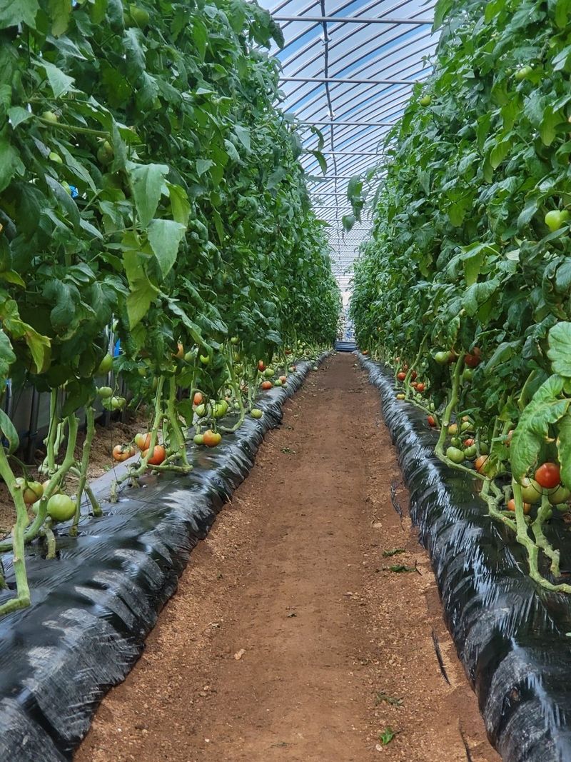 최원호님의 장터 판매 상품 [완숙토마토 5kg] 첨부 사진