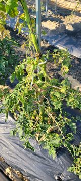 팜모닝 토마토·병해충상담 게시글 이미지