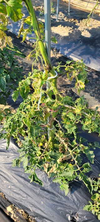 박홍배님의 토마토 · 병해충상담 작성글 사진