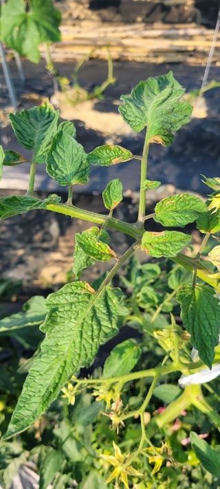박홍배님의 토마토 · 병해충상담 작성글 사진