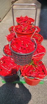 팜모닝 고추·수확 게시글 이미지