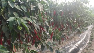 송광만님의 고추 · 수확 작성글 사진