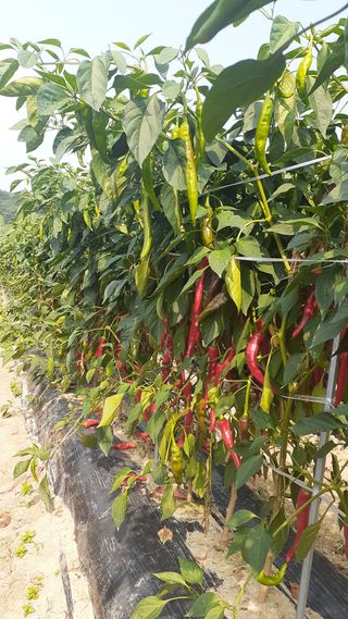 송광만님의 고추 · 수확 작성글 사진