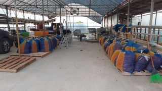 송광만님의 고추 · 수확 작성글 사진