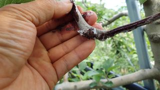 부지깽이 님의 병해충 박멸! 살충제 추천 · 참여글 작성글 사진