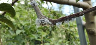 부지깽이 님의 병해충 박멸! 살충제 추천 · 참여글 작성글 사진