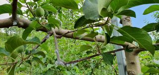 부지깽이 님의 병해충 박멸! 살충제 추천 · 참여글 작성글 사진