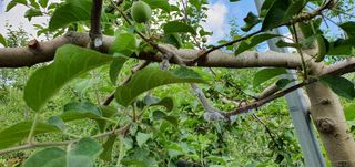 부지깽이 님의 병해충 박멸! 살충제 추천 · 참여글 작성글 사진