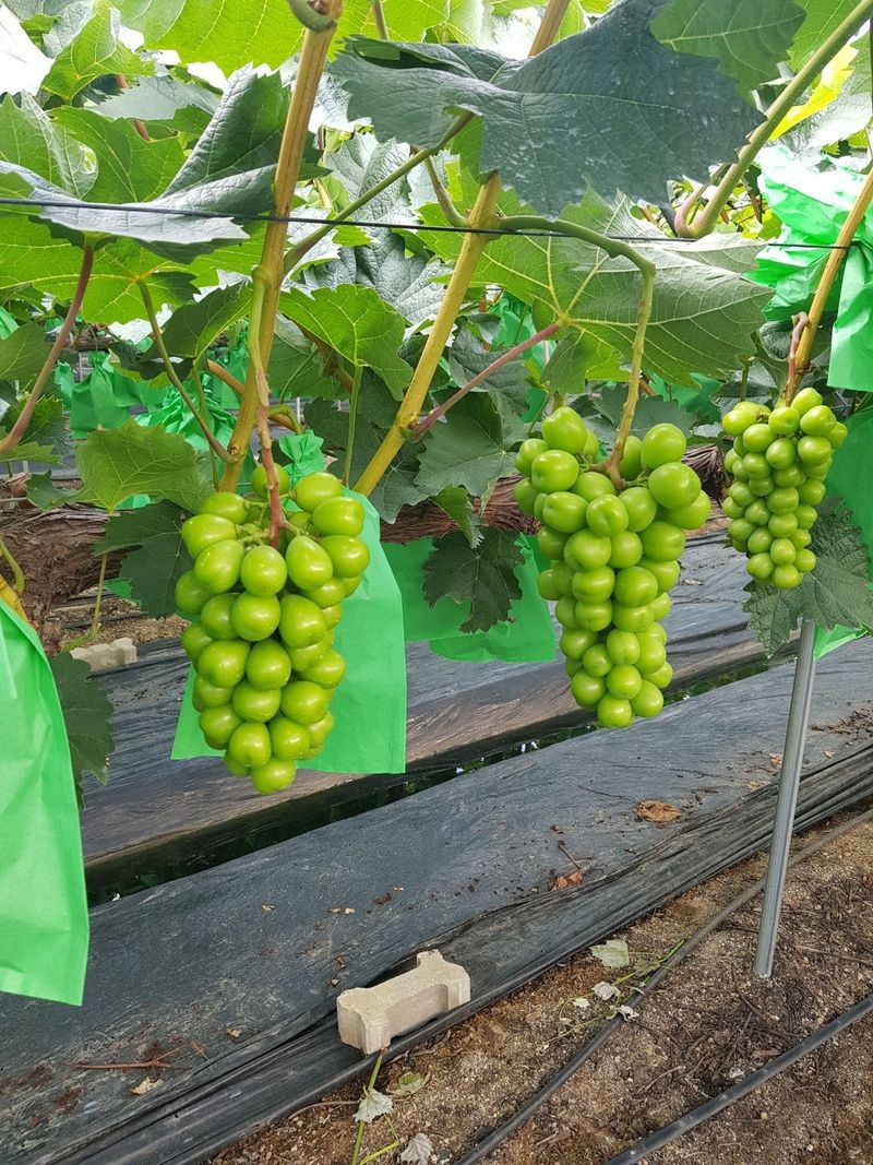 프룻하늬님의 장터 판매 상품 [[할인]샤인머스켓 1kg, 2kg] 첨부 사진