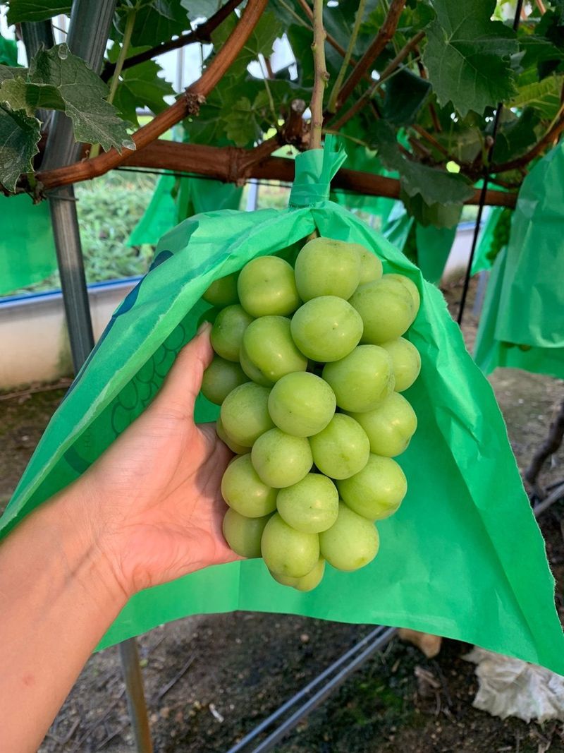 프룻하늬님의 장터 판매 상품 [[할인]샤인머스켓 1kg, 2kg] 첨부 사진