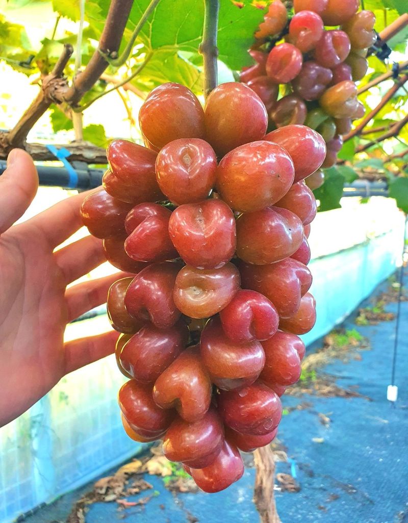 프룻하늬님의 장터 판매 상품 [[할인]샤인머스켓 1kg, 2kg] 첨부 사진