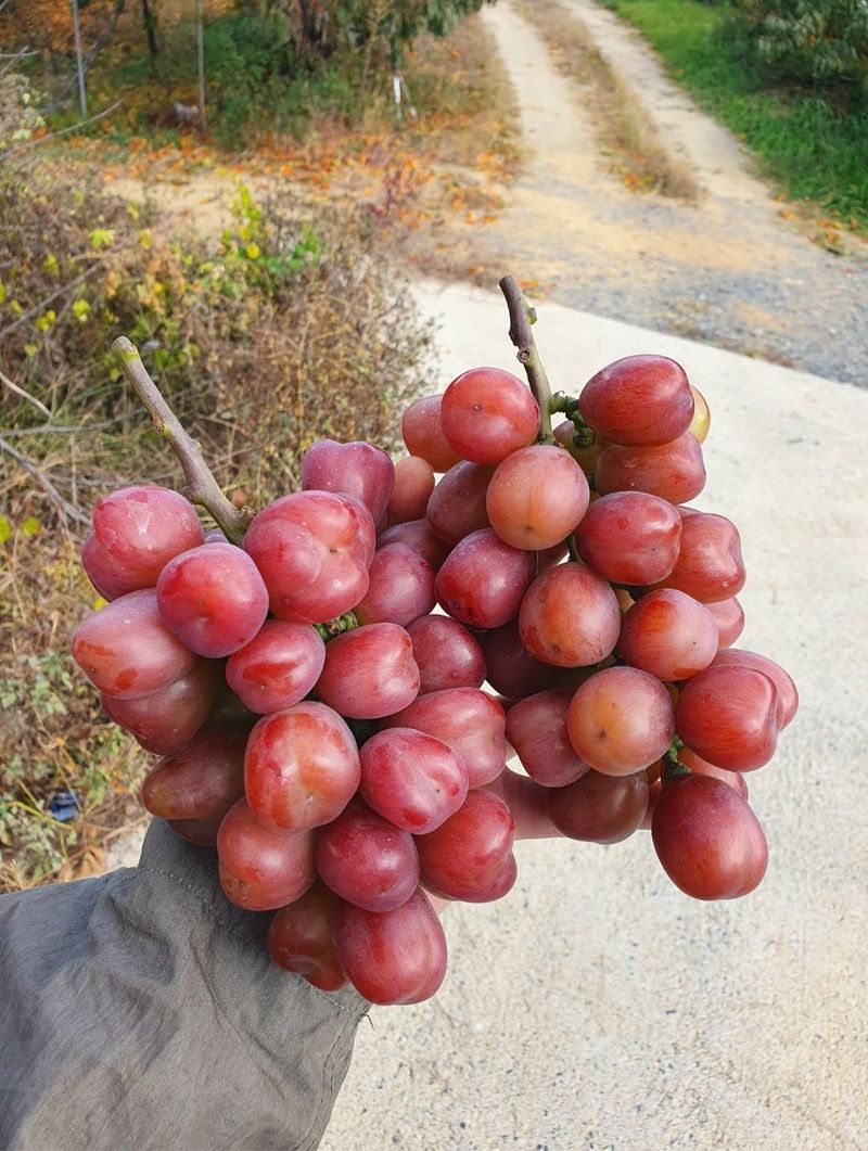 장터 상품 [[할인]샤인머스켓 1kg, 2kg] 썸네일
