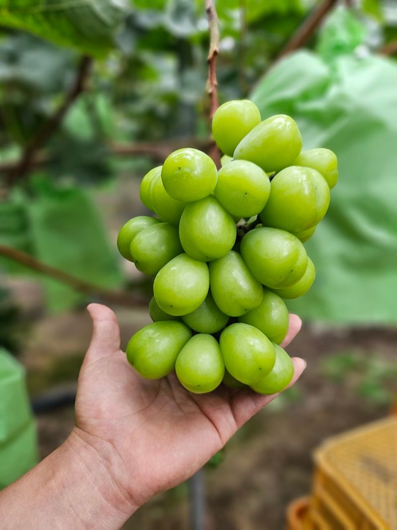 장터 상품 [[할인]샤인머스켓 1kg, 2kg] 썸네일