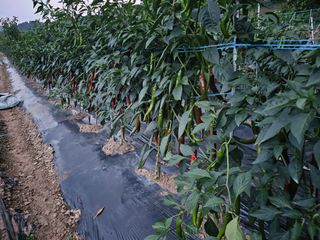 Beautiful님의 고추 · 일상 작성글 사진