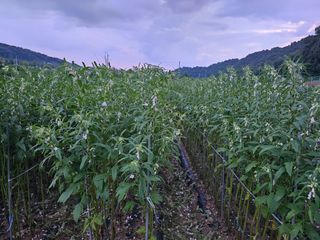 Beautiful님의 고추 · 일상 작성글 사진