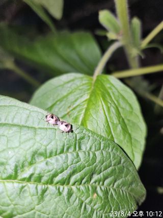 정병무님의 참깨 · 자유게시판 작성글 사진