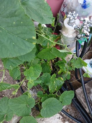 이상애초보농업님의 자유주제 · 자유게시판 작성글 사진