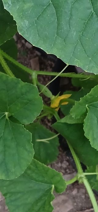 이상애초보농업님의 자유주제 · 자유게시판 작성글 사진