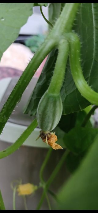 이상애초보농업님의 자유주제 · 자유게시판 작성글 사진