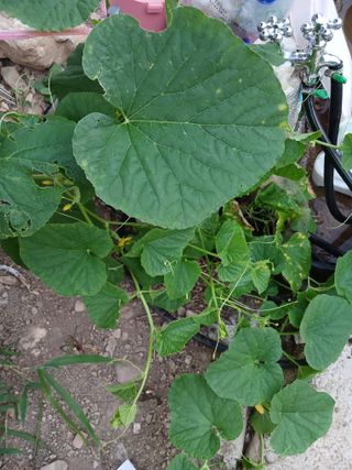 이상애초보농업님의 자유주제 · 자유게시판 작성글 사진