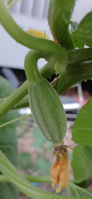 이상애초보농업님의 자유주제 · 자유게시판 작성글 사진