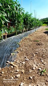 팜모닝 고추·수확 게시글 이미지