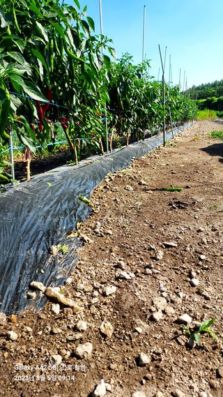 오남현님의 고추 · 수확 작성글 사진