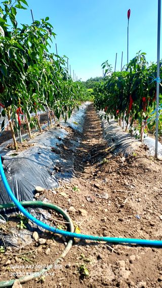 오남현님의 고추 · 수확 작성글 사진